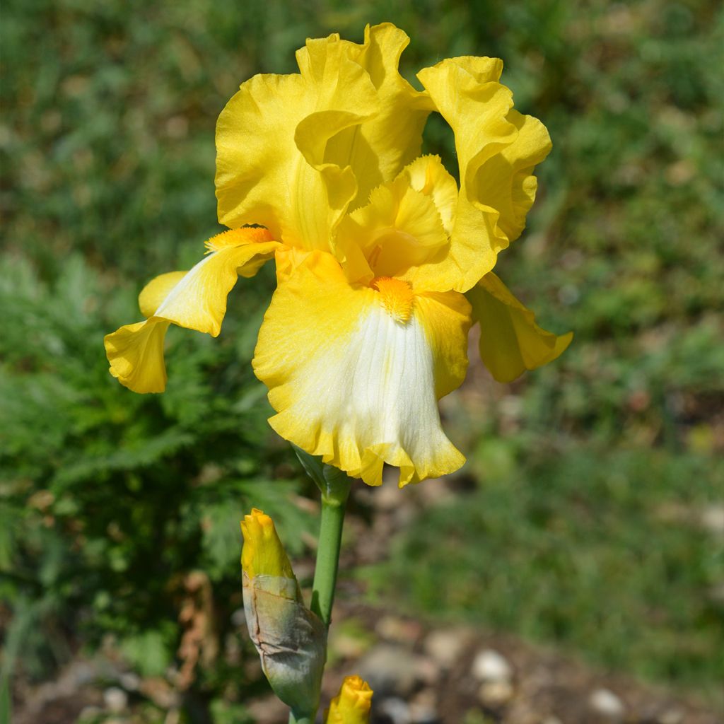 Iris Fringe of Gold - Schwertlilie