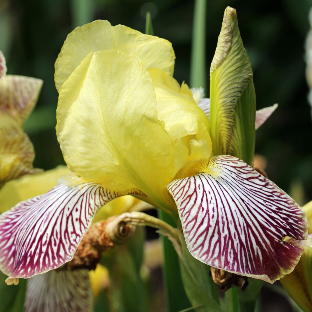 Iris Gracchus - Schwertlilie