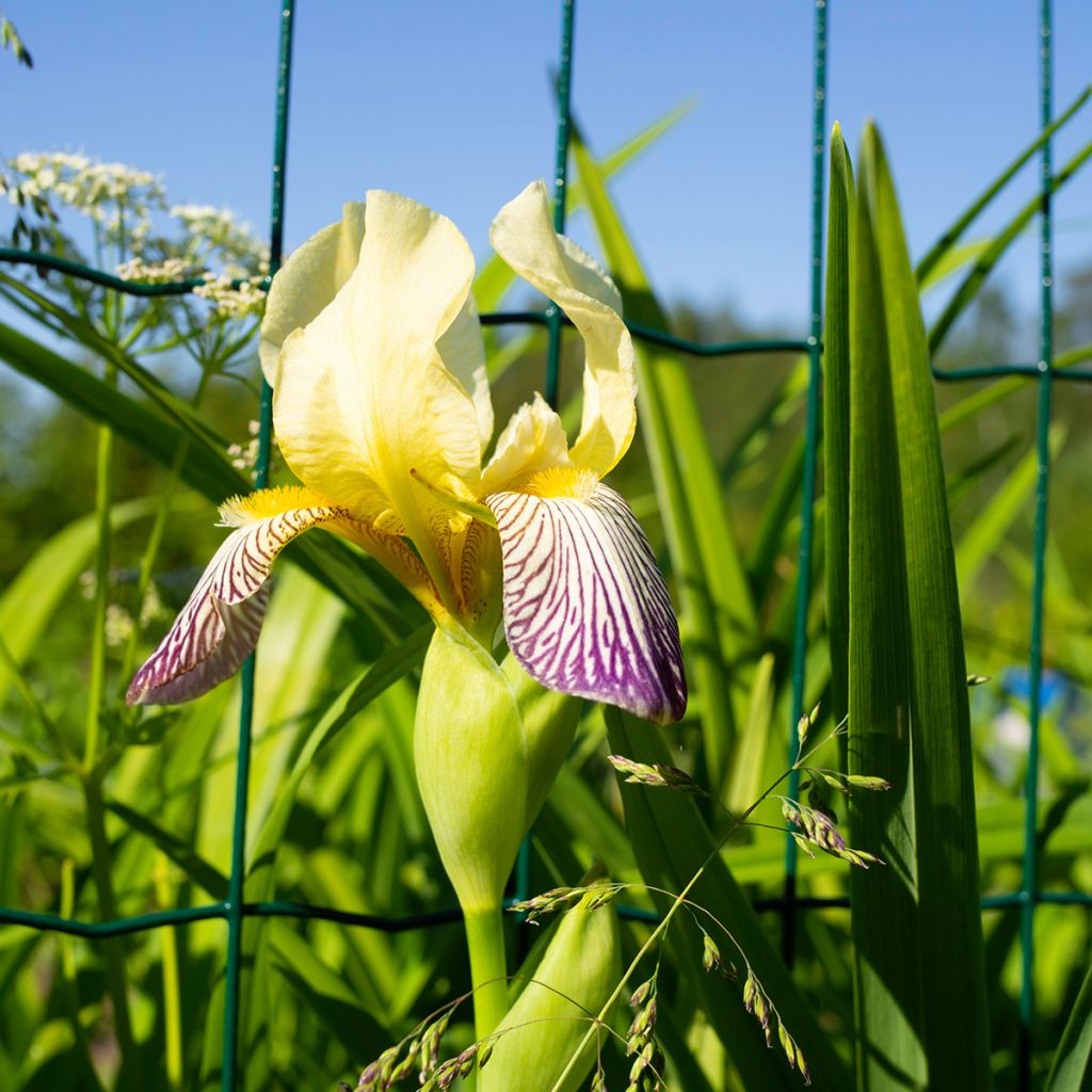 Iris Gracchus - Schwertlilie