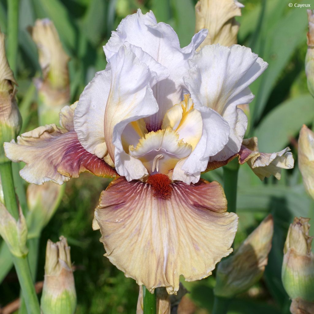 Iris Guatemala - Schwertlilie