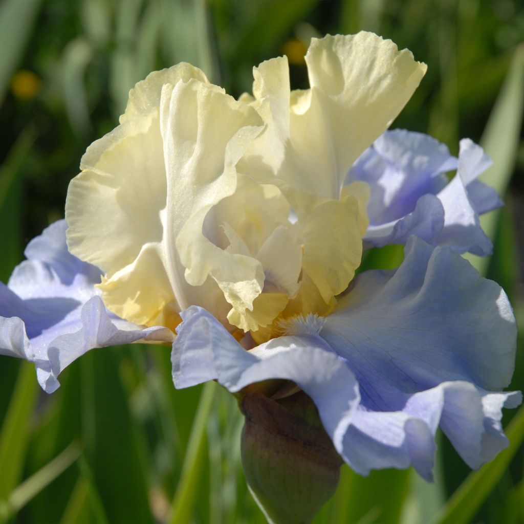 Iris Haut les Voiles - Schwertlilie