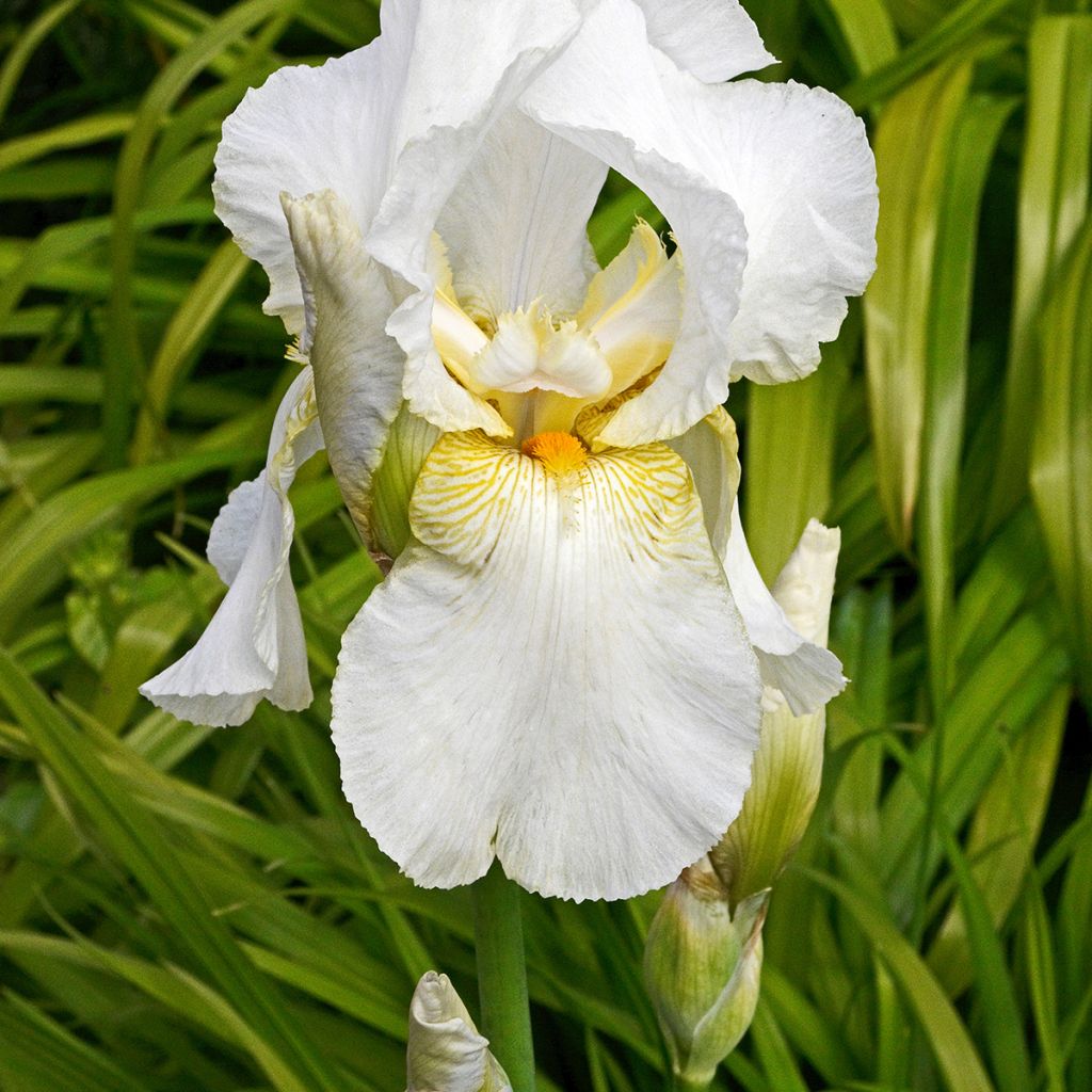 Iris Immortality - Schwertlilie