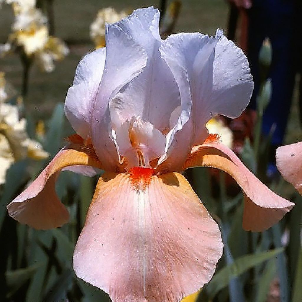 Iris Invitation - Schwertlilie