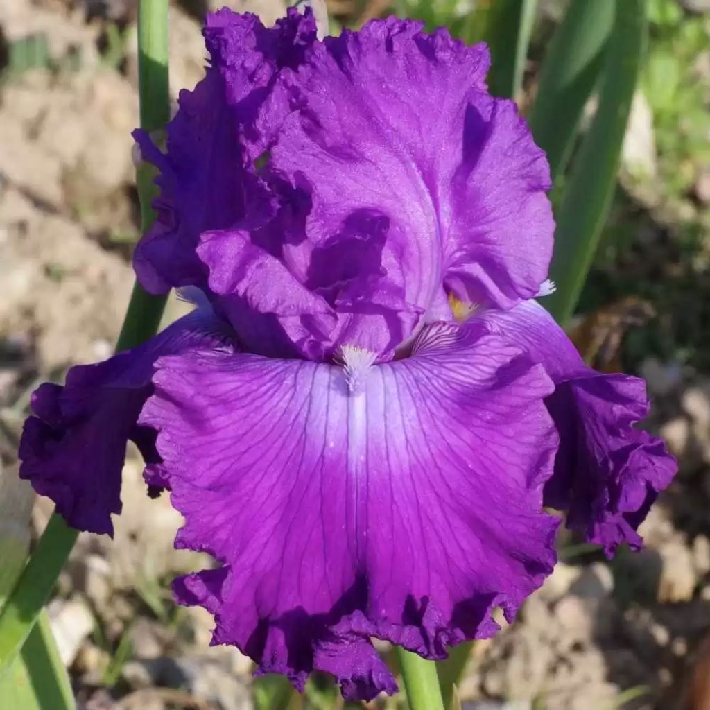 Iris Inviting - Schwertlilie