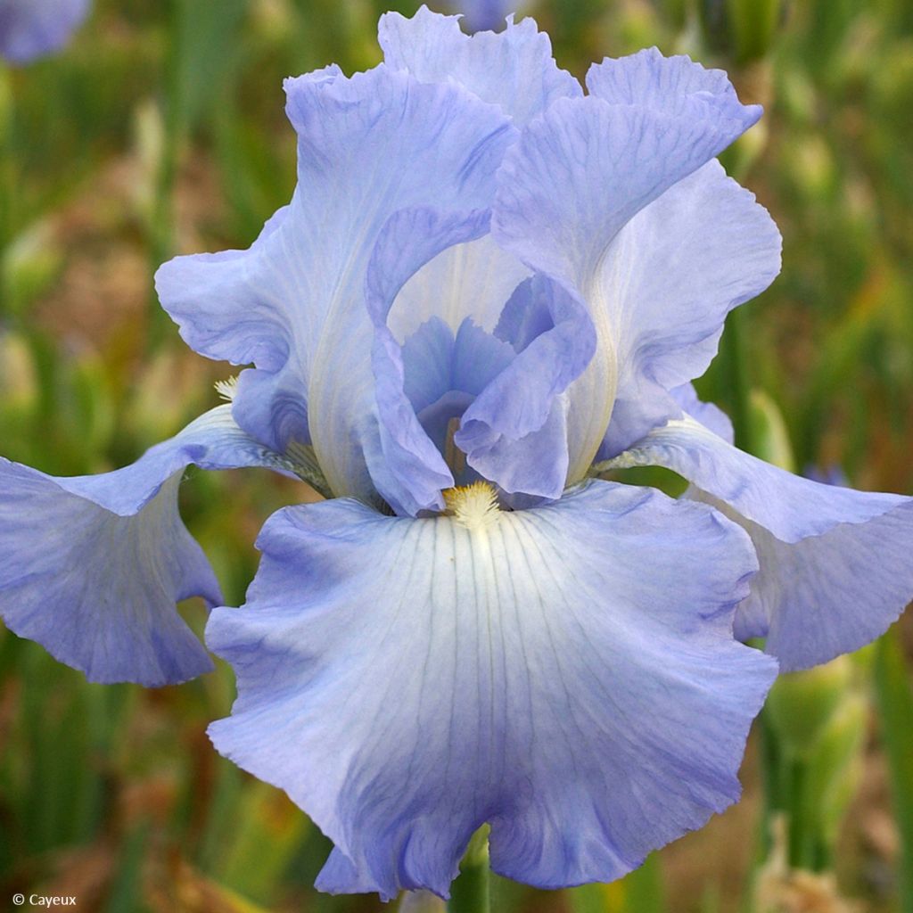 Iris Joyful Skies - Schwertlilie