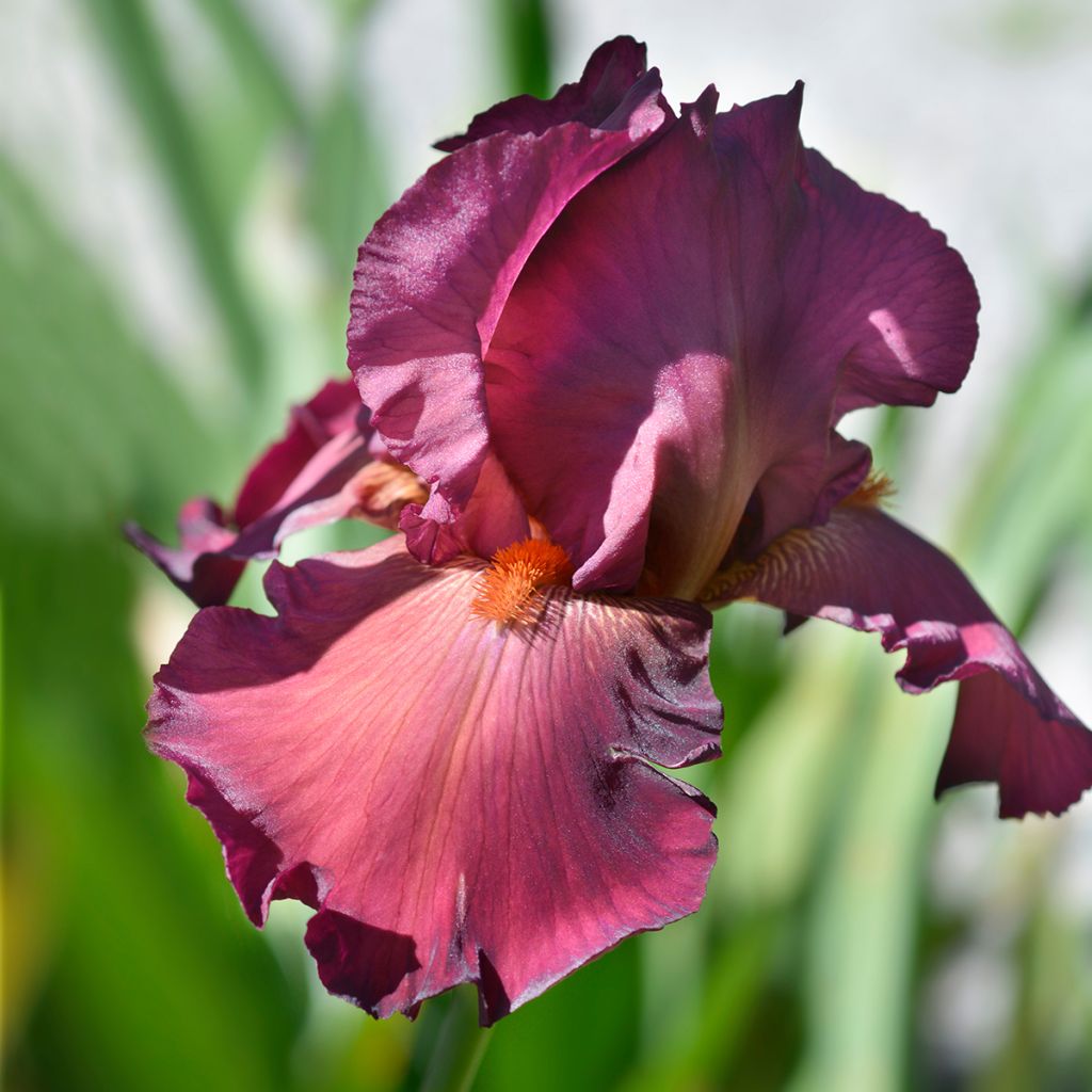 Iris Lady Friend - Schwertlilie