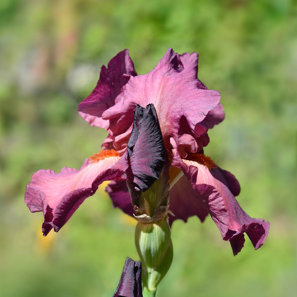 Iris Lady Friend - Schwertlilie