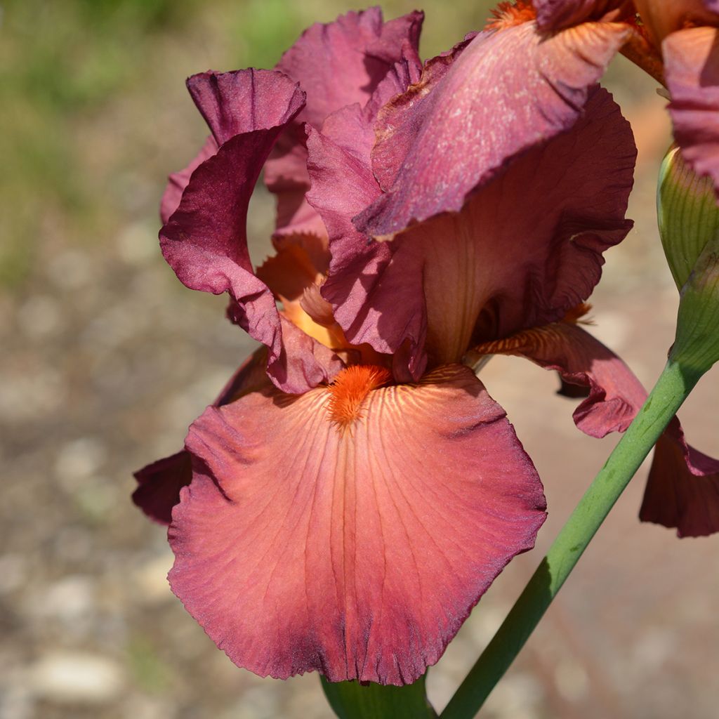 Iris Lady Friend - Schwertlilie