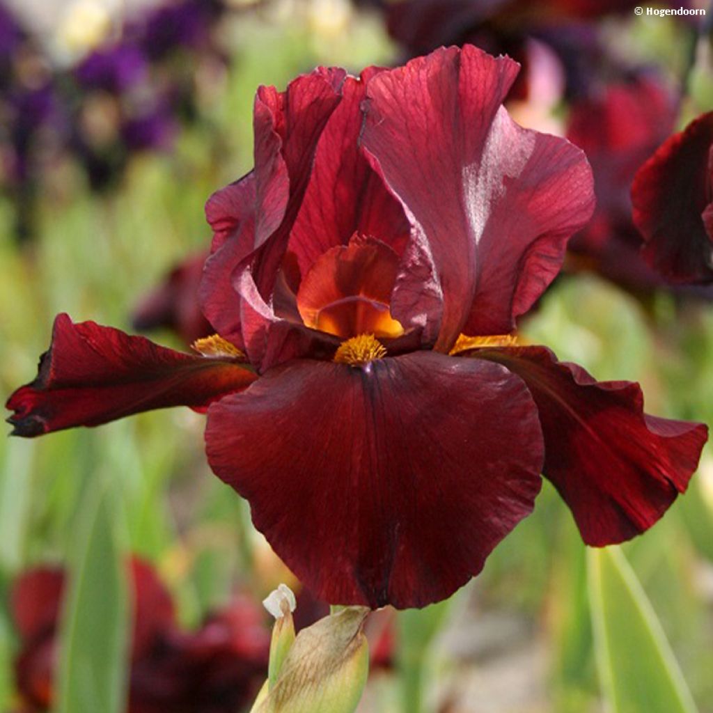 Iris Man from Rio - Schwertlilie