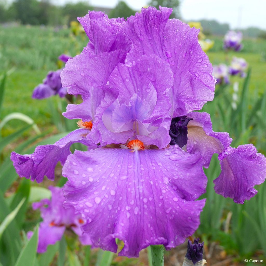 Iris Morning Mail - Schwertlilie