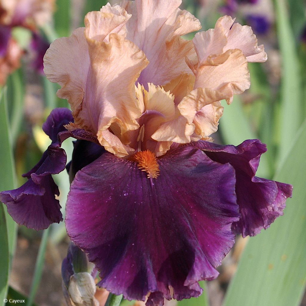 Iris Naples - Schwertlilie