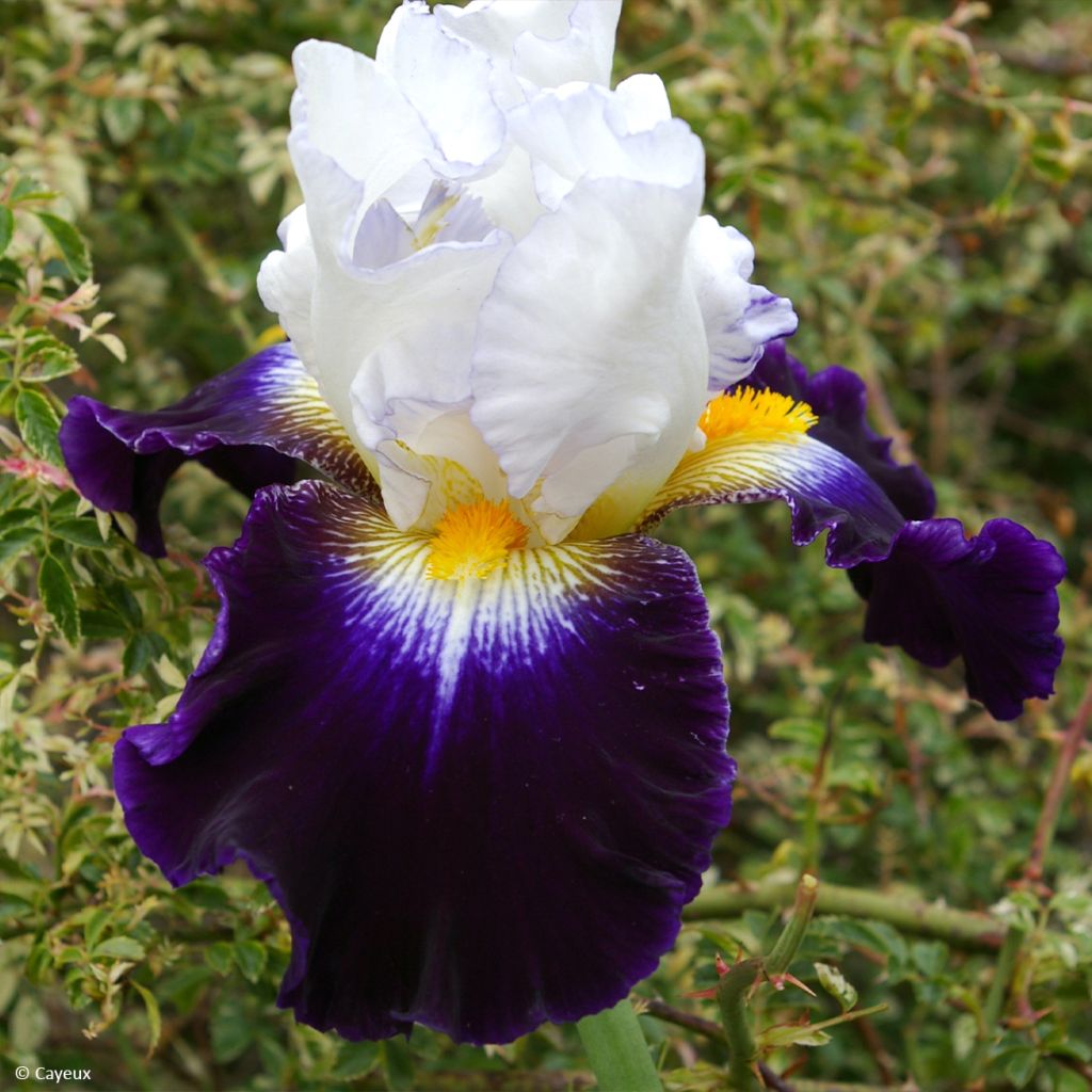 Iris Noctambule - Schwertlilie