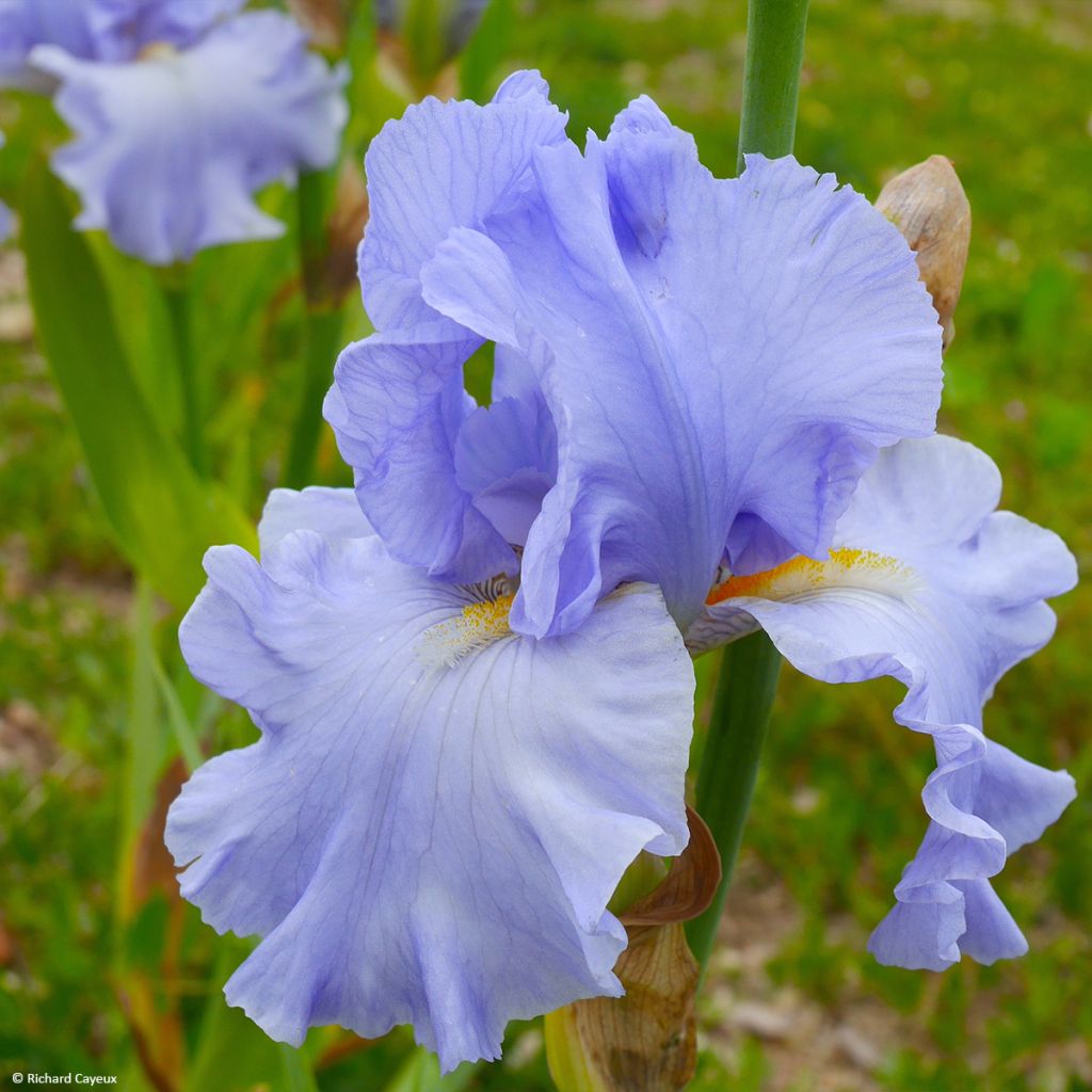 Iris germanica On En Rêve - Iris des Jardins