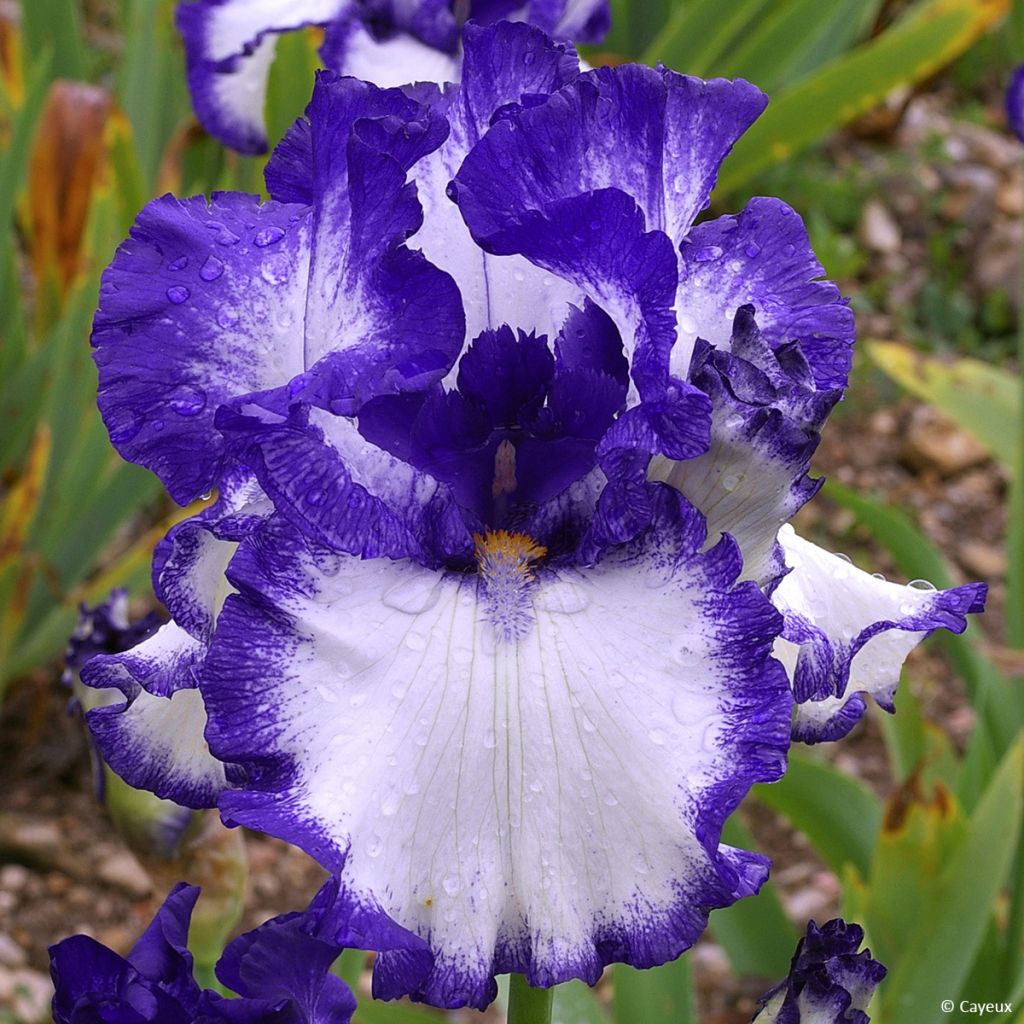 Iris On The Move - Schwertlilie