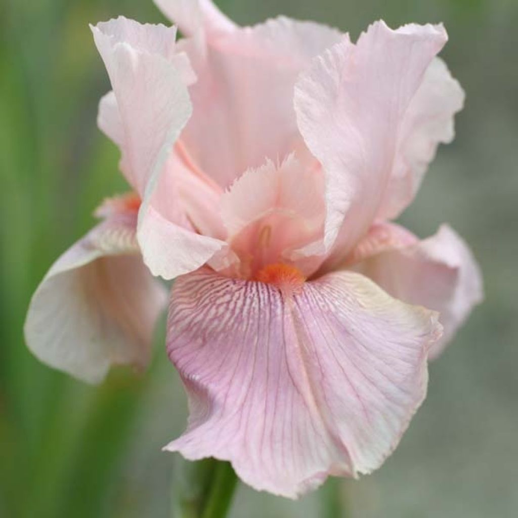 Iris Blushing Pink - Schwertlilie