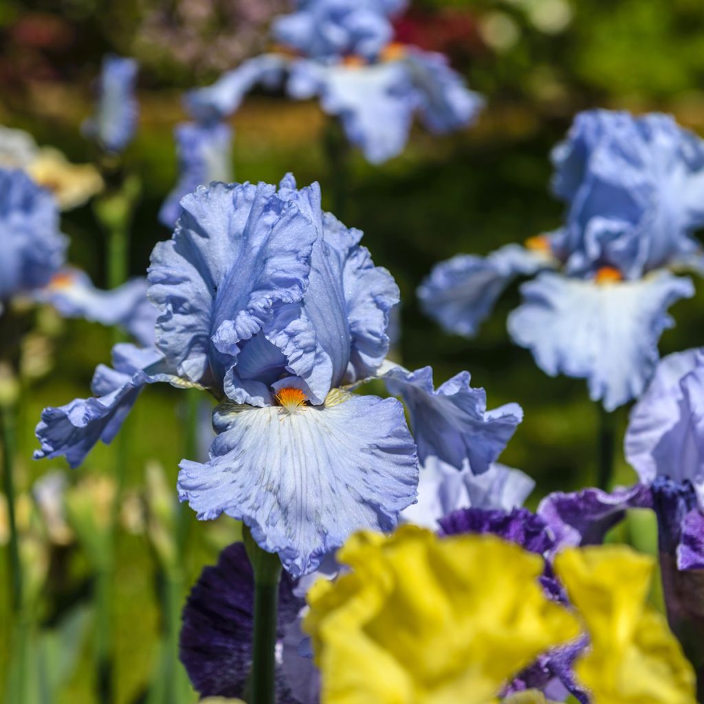 Iris Princesse Caroline de Monaco - Schwertlilie