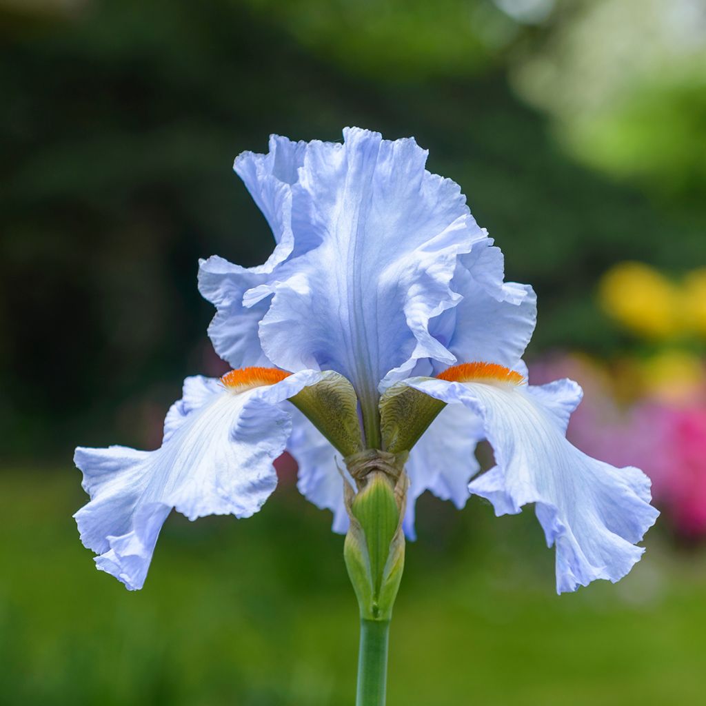 Iris Princesse Caroline de Monaco - Schwertlilie