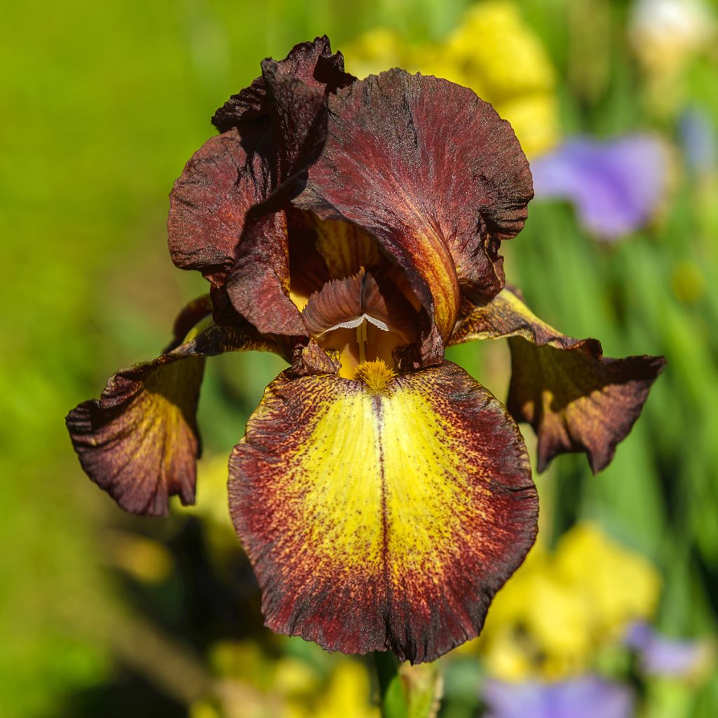 Iris Provençal - Schwertlilie