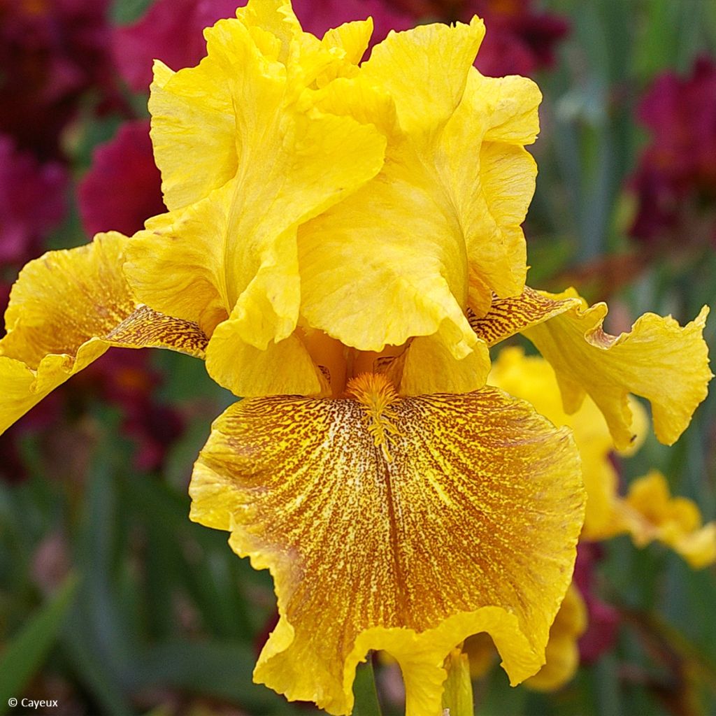 Iris Rio de Oro - Schwertlilie