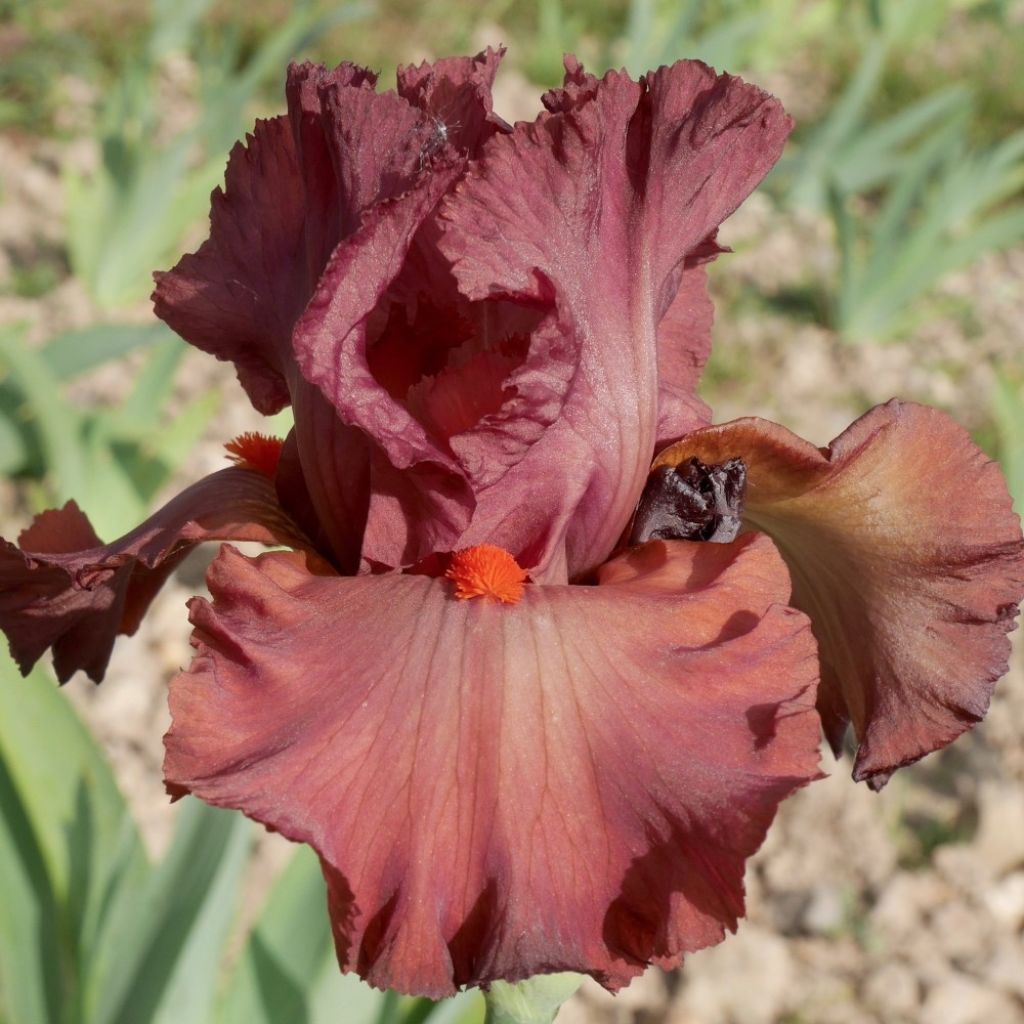 Iris Rouge de Plaisir - Schwertlilie