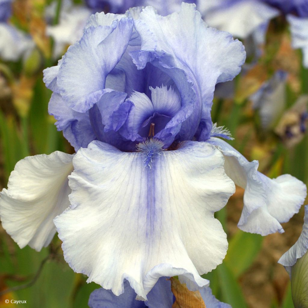 Iris Sovereign Crown - Schwertlilie