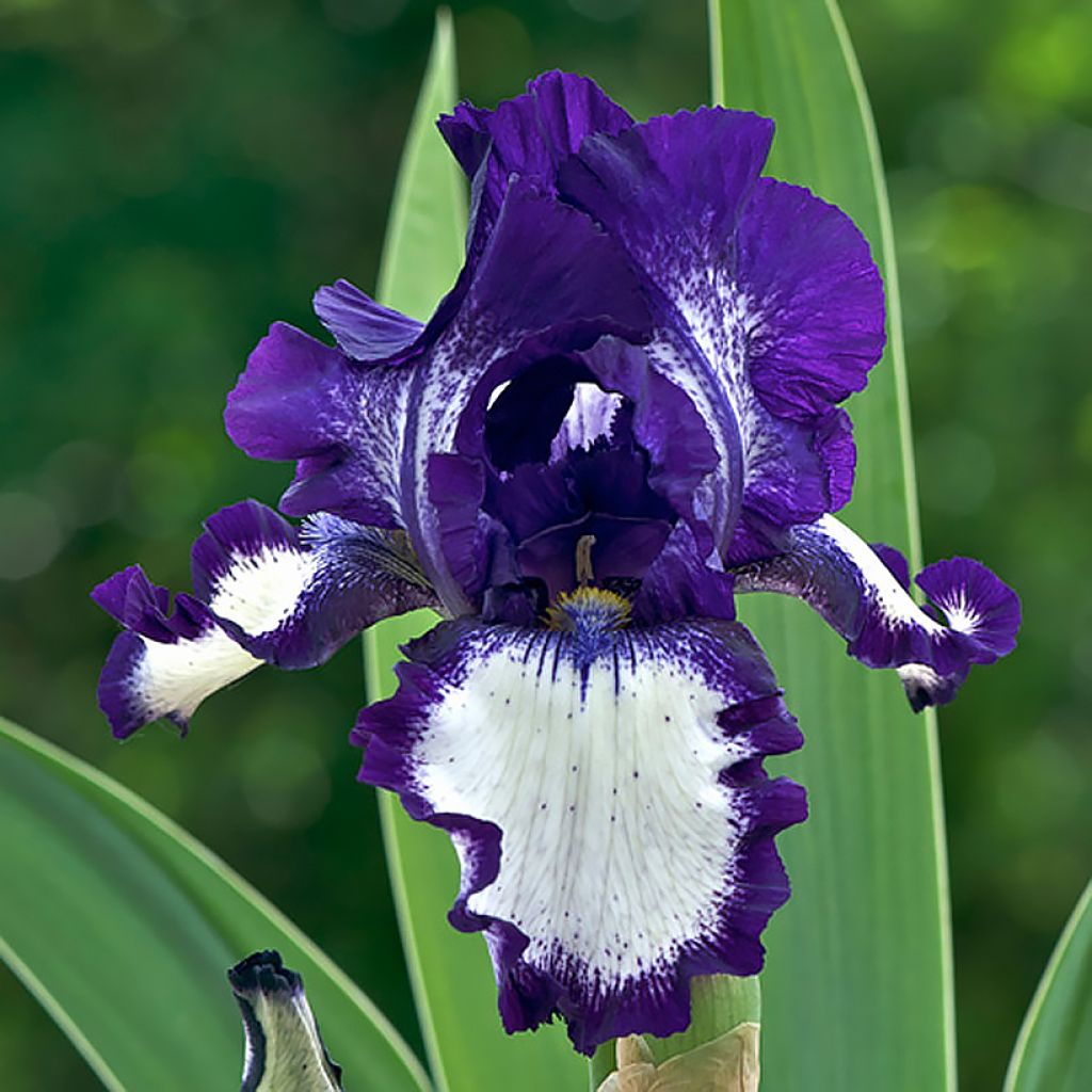 Iris Stepping Out - Schwertlilie