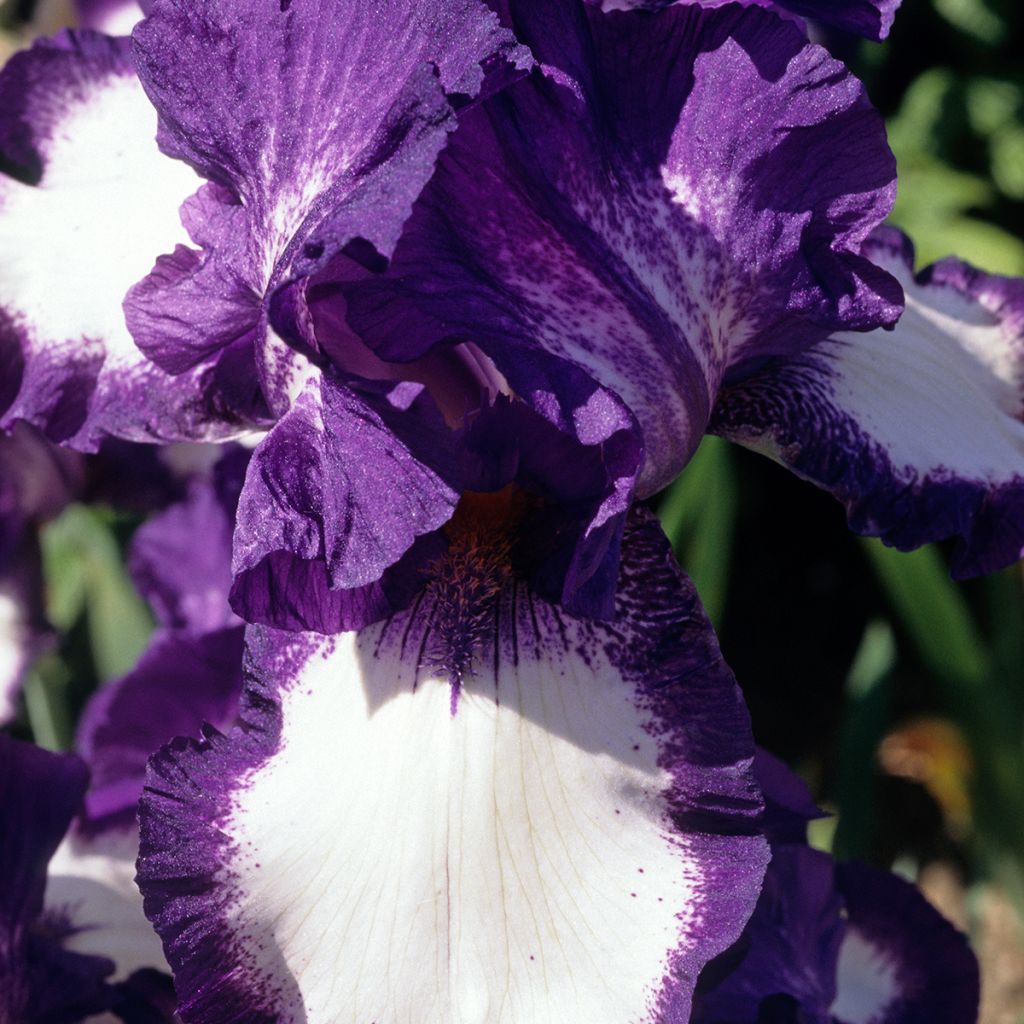 Iris Stepping Out - Schwertlilie