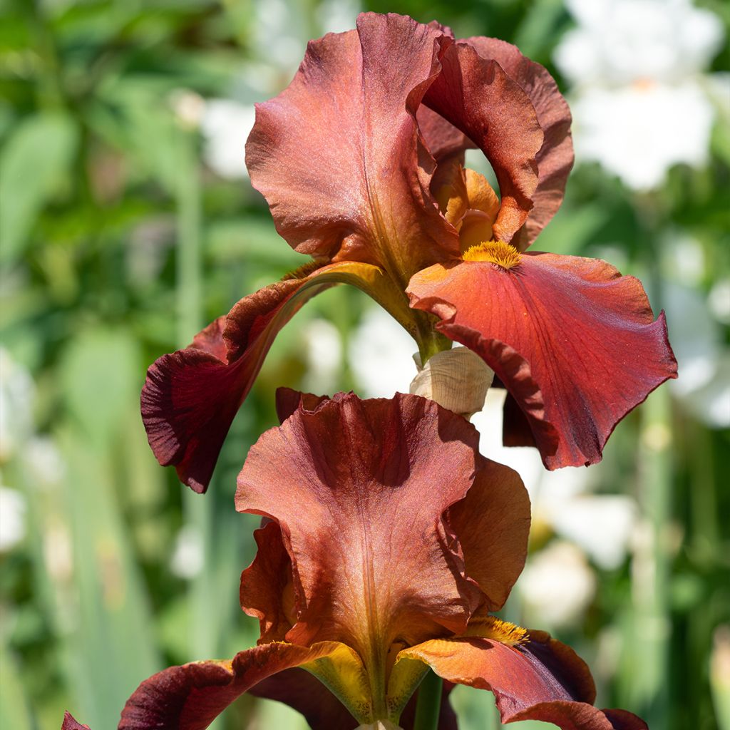 Iris germanica Sultan's Palace - Iris des Jardins