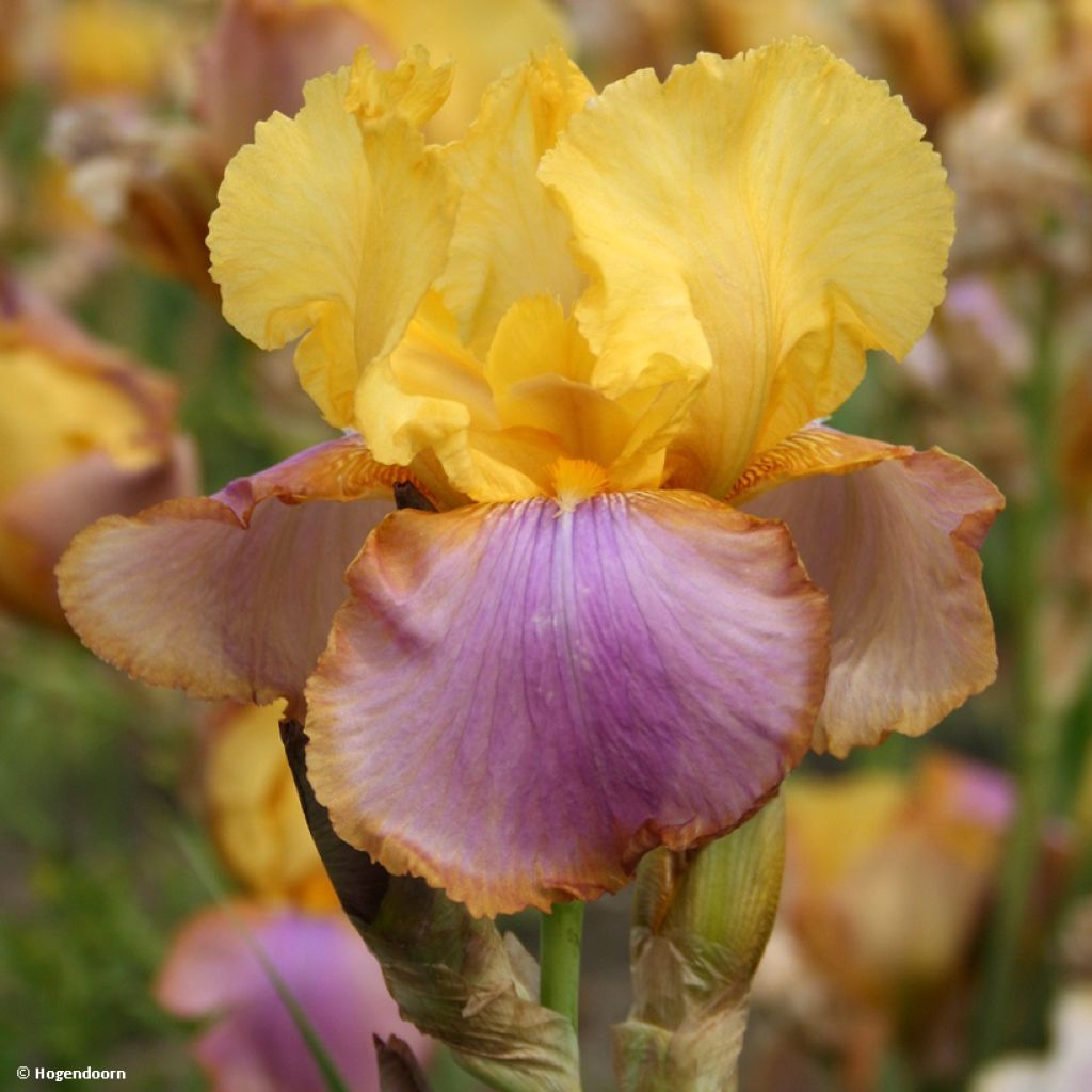 Iris Sunset Sky - Schwertlilie