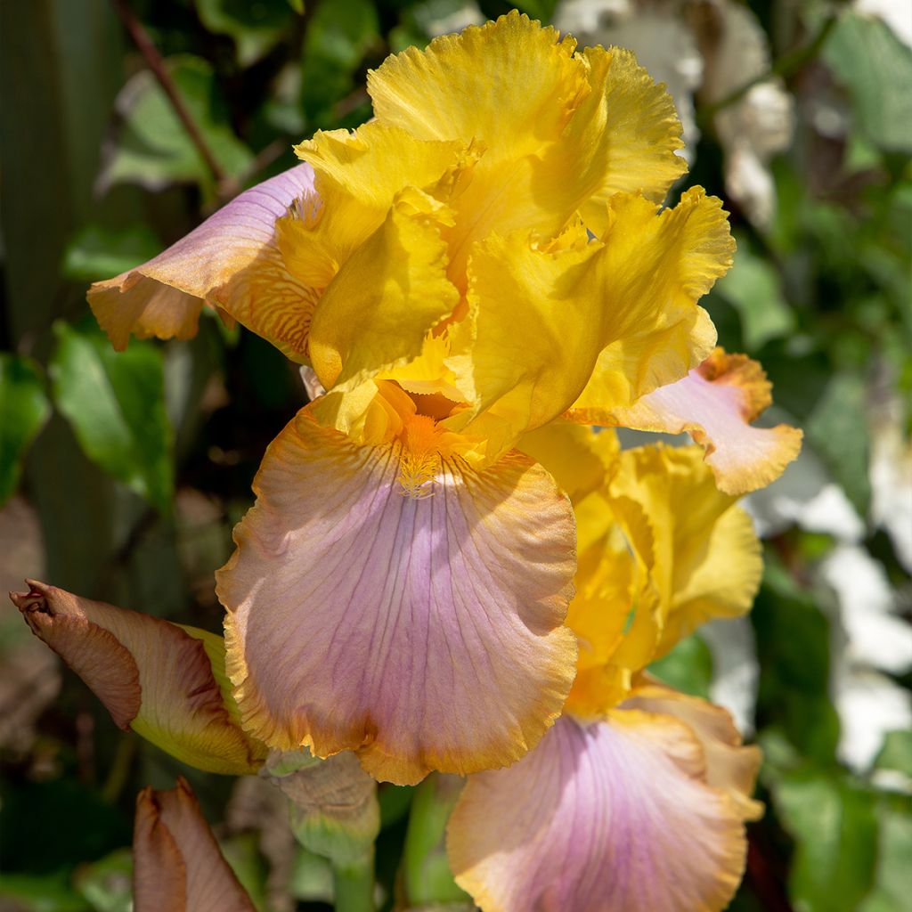 Iris Sunset Sky - Schwertlilie