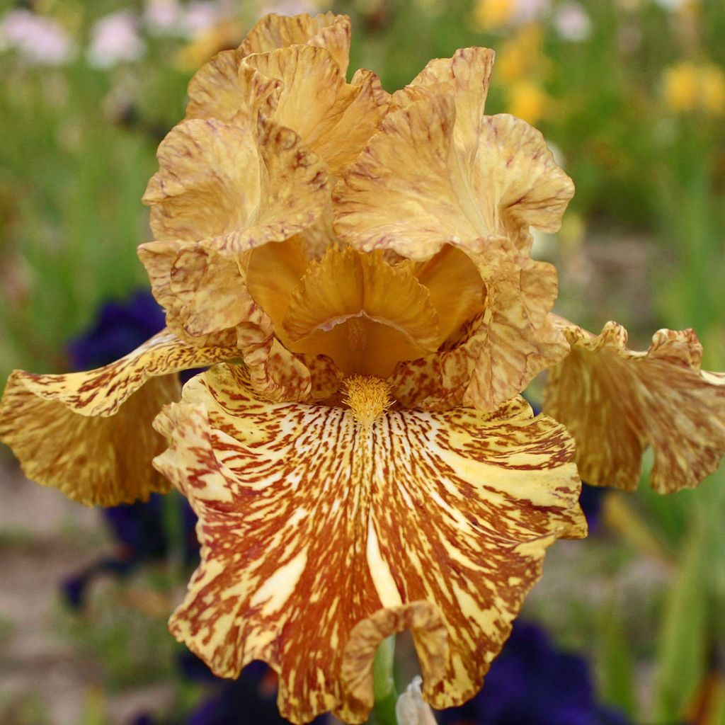 Iris germanica Tiger Honey