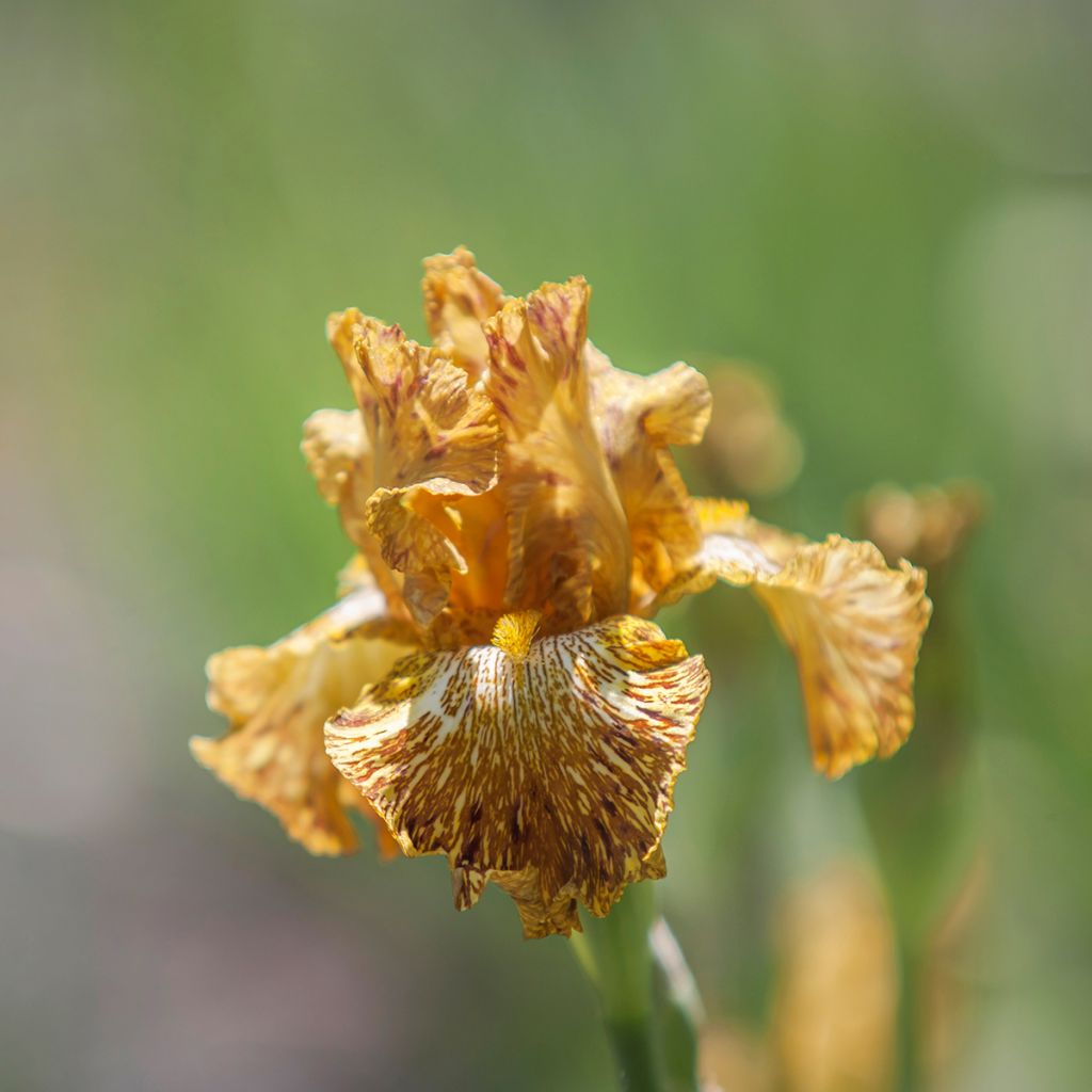 Iris Tiger Honey - Schwertlilie