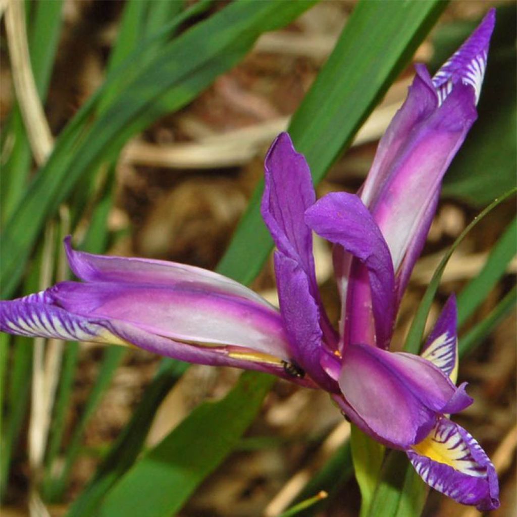 Iris graminea - Gras-Schwertlilie