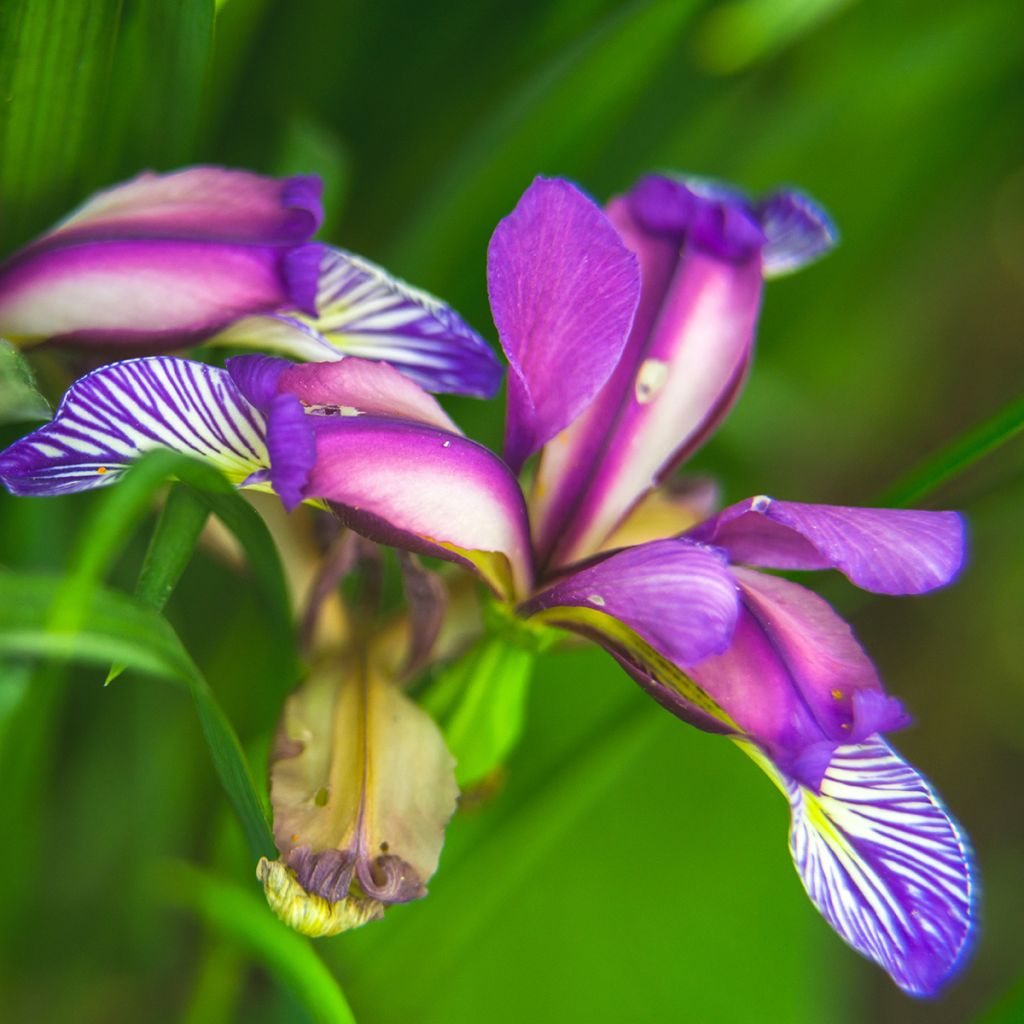 Iris graminea - Gras-Schwertlilie