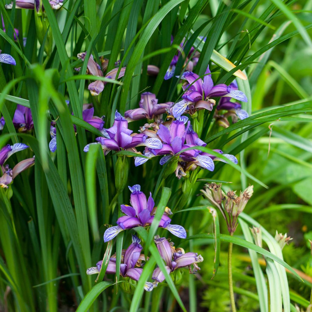 Iris graminea - Gras-Schwertlilie