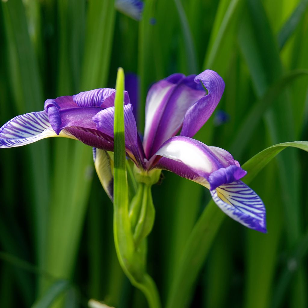 Iris graminea - Gras-Schwertlilie