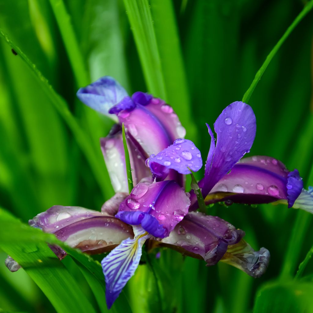 Iris graminea - Gras-Schwertlilie