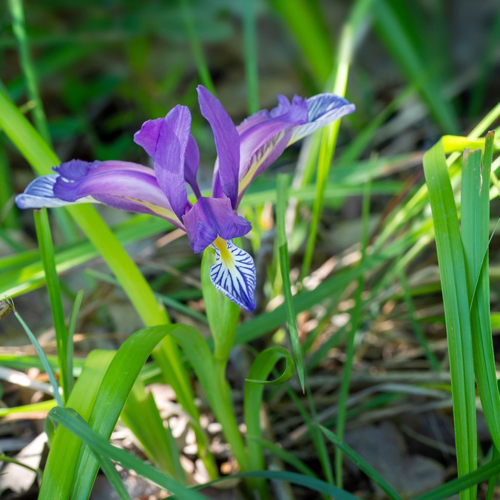 Iris graminea - Gras-Schwertlilie