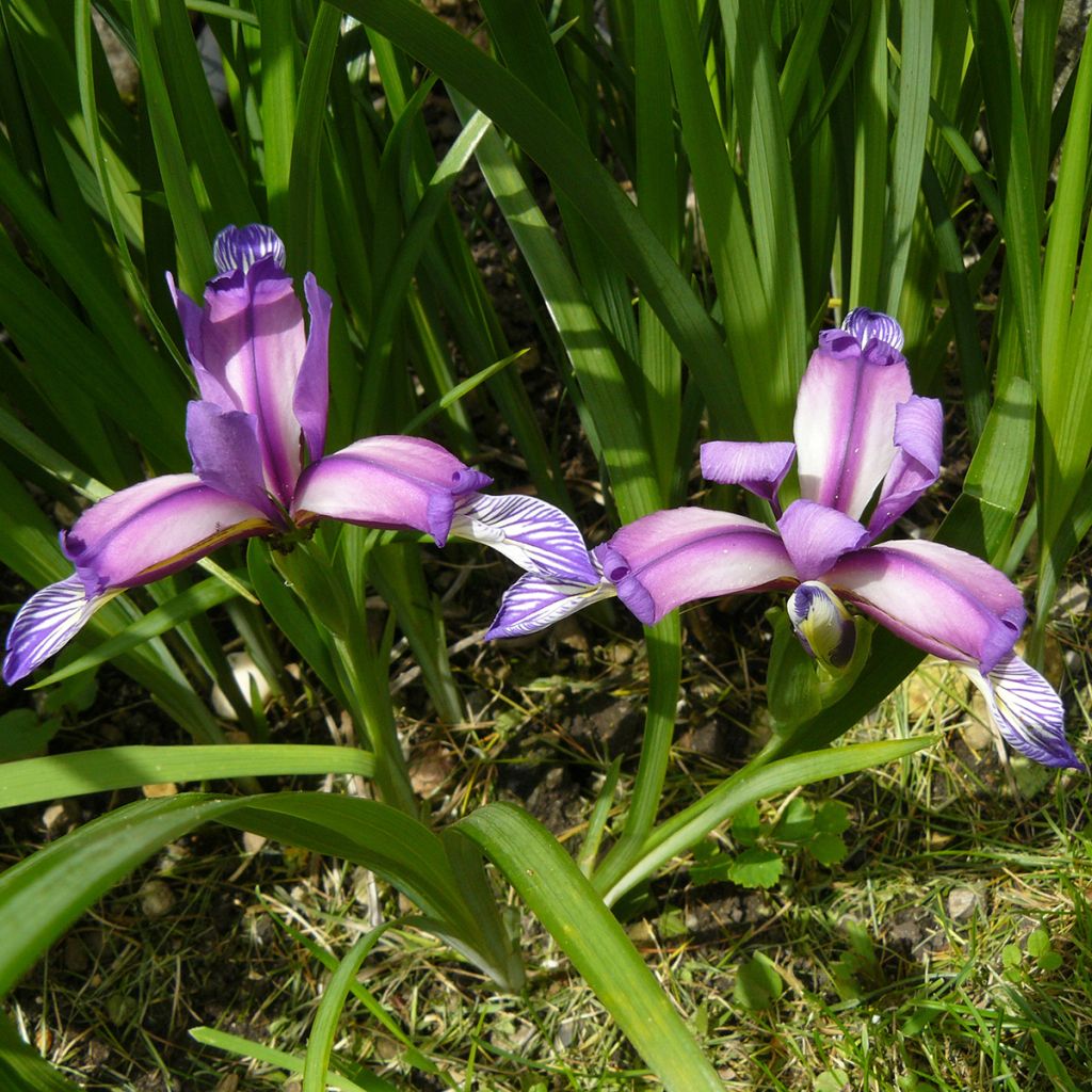 Iris graminea - Gras-Schwertlilie