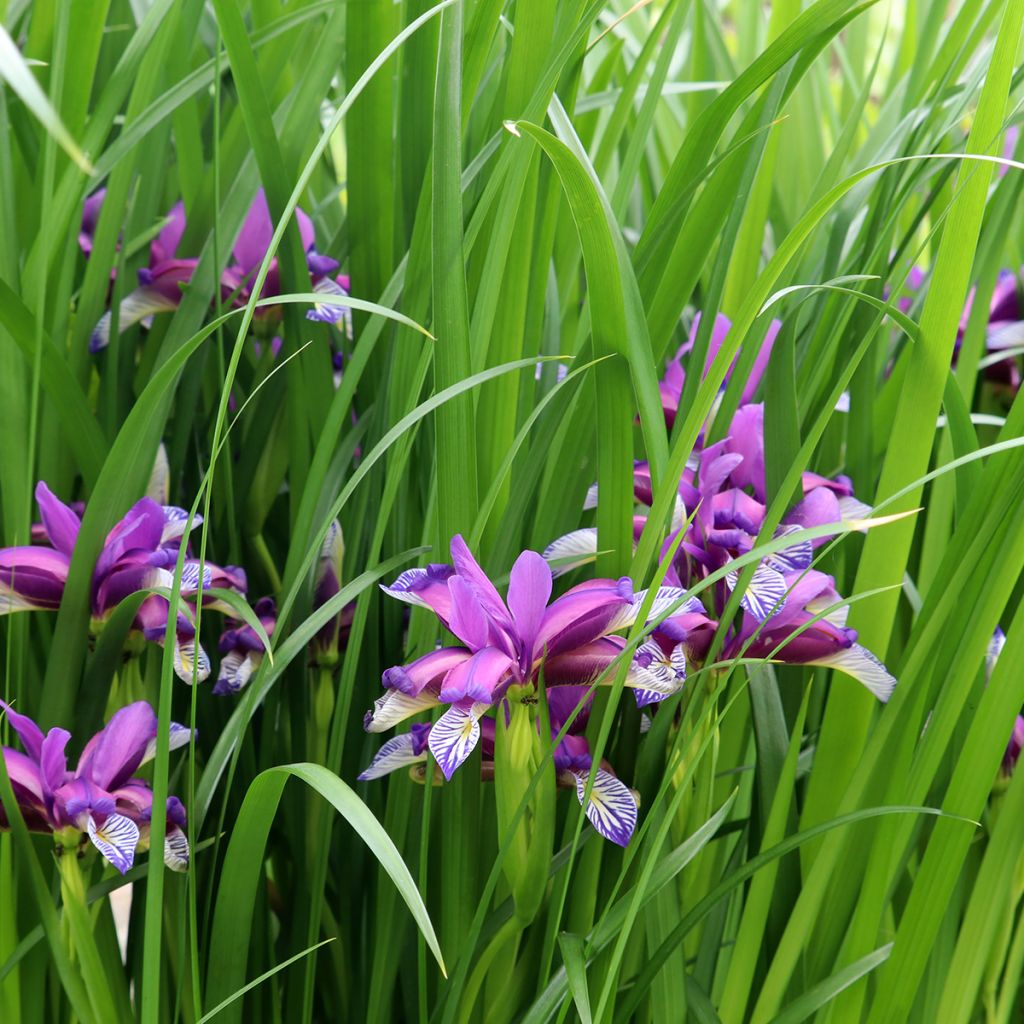 Iris graminea - Gras-Schwertlilie