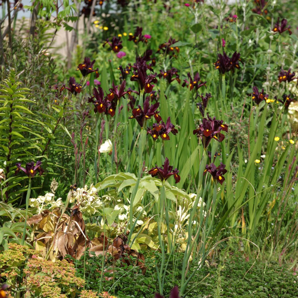 Iris hollandica Red Ember - Holländische Schwertlilie