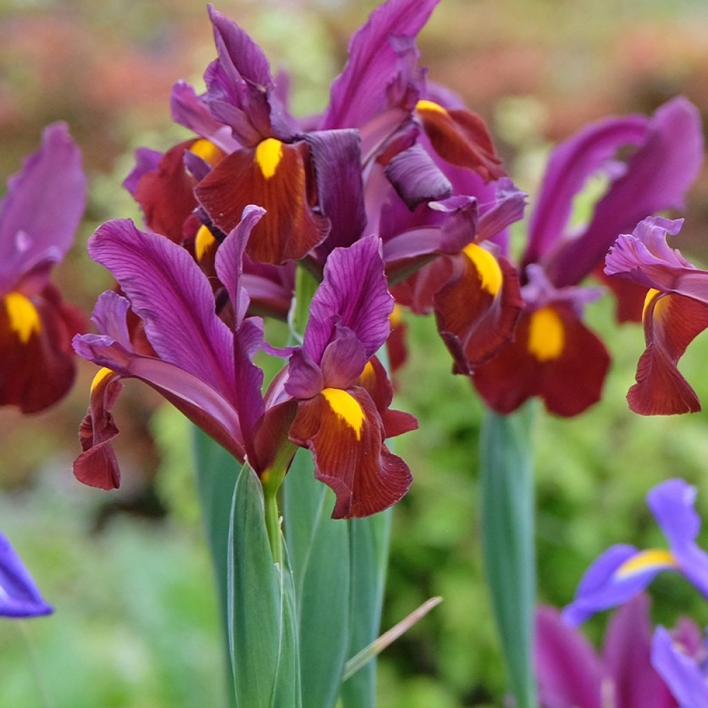 Iris hollandica Red Ember - Holländische Schwertlilie