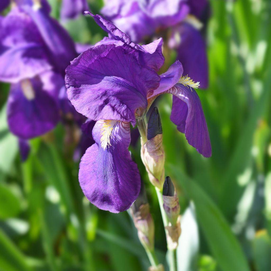 Iris illyrica - Istrien-Schwertlilie