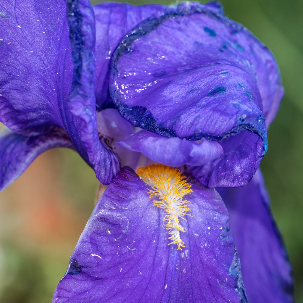 Iris illyrica - Istrien-Schwertlilie