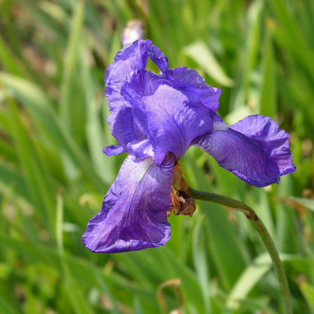 Iris illyrica - Istrien-Schwertlilie