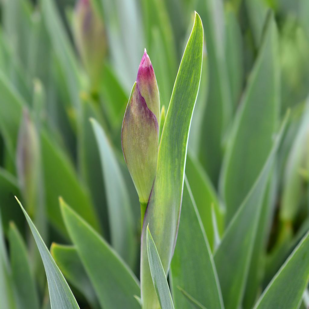 Iris illyrica - Istrien-Schwertlilie