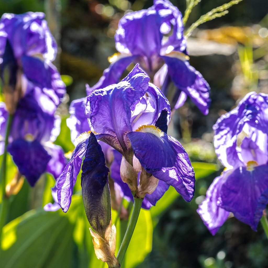 Iris illyrica - Istrien-Schwertlilie