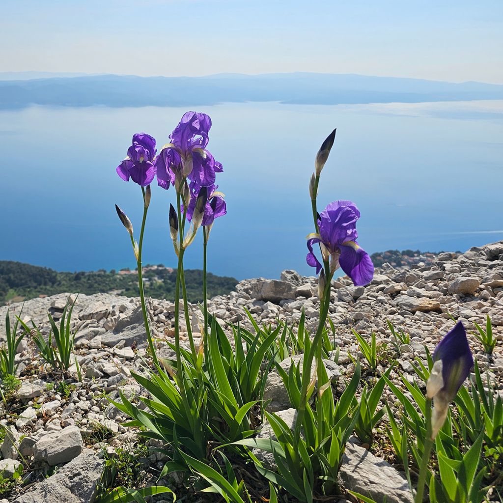 Iris illyrica - Istrien-Schwertlilie