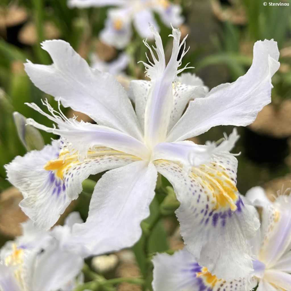 Iris japonica - Gefranste Schwertlilie