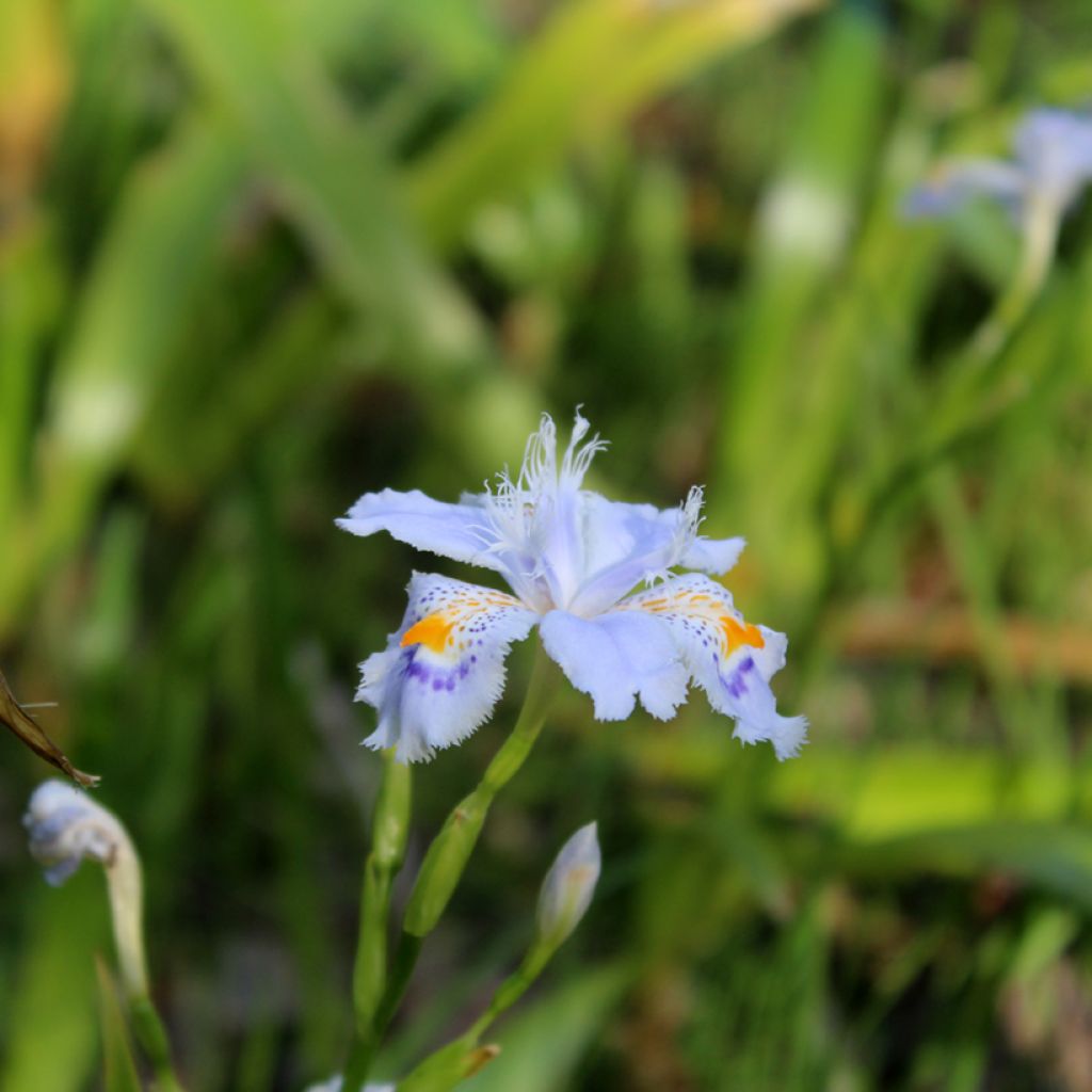 Iris japonica - Gefranste Schwertlilie